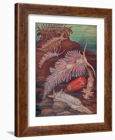 Marine Invertebrates, Sea Slugs-Science Source-Framed Giclee Print