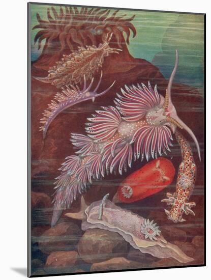 Marine Invertebrates, Sea Slugs-Science Source-Mounted Giclee Print