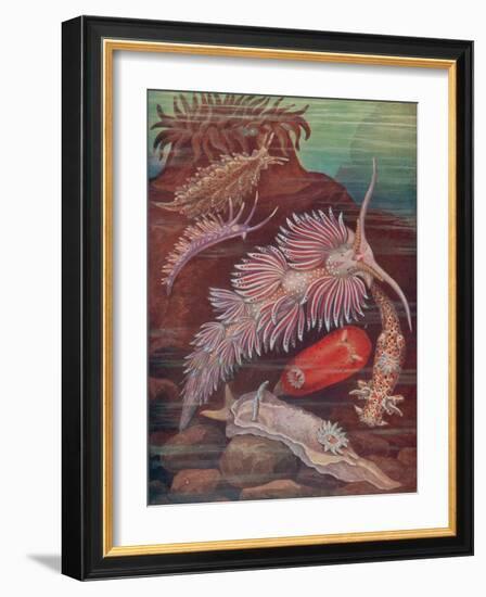 Marine Invertebrates, Sea Slugs-Science Source-Framed Giclee Print