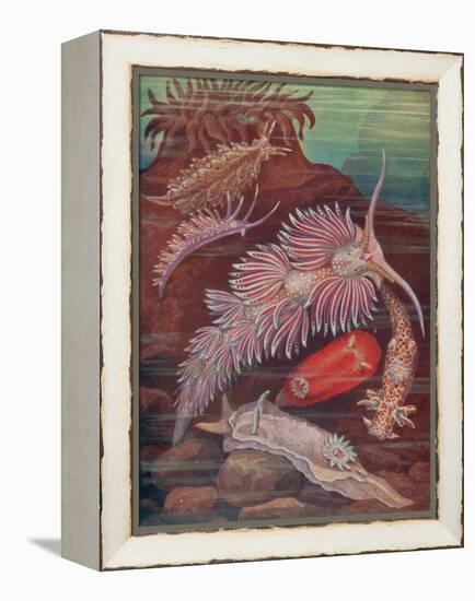 Marine Invertebrates, Sea Slugs-Science Source-Framed Premier Image Canvas