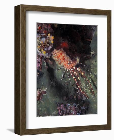 Marine Life, Underwater-James Gritz-Framed Photographic Print