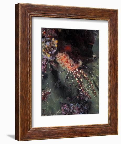 Marine Life, Underwater-James Gritz-Framed Photographic Print