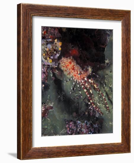 Marine Life, Underwater-James Gritz-Framed Photographic Print