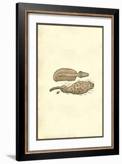 Marine Oranisms-Ulisse Aldrovandi-Framed Art Print