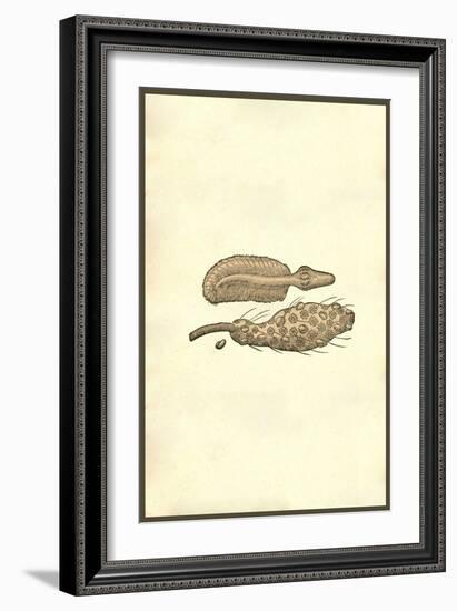 Marine Oranisms-Ulisse Aldrovandi-Framed Art Print