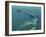 Marine Predators of the Cretaceous Period-Stocktrek Images-Framed Photographic Print