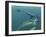 Marine Predators of the Cretaceous Period-Stocktrek Images-Framed Photographic Print