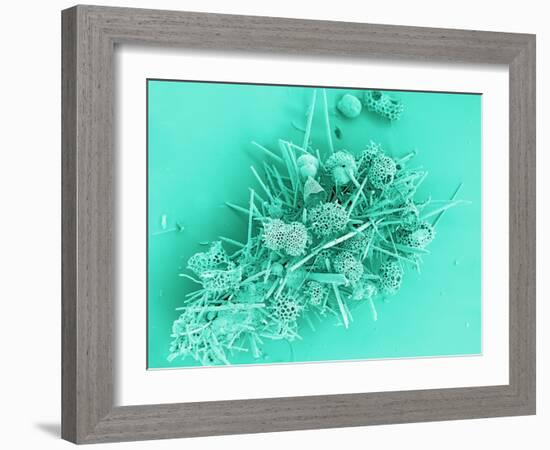 Marine Protozoa Shells, SEM-Peter Bond-Framed Photographic Print