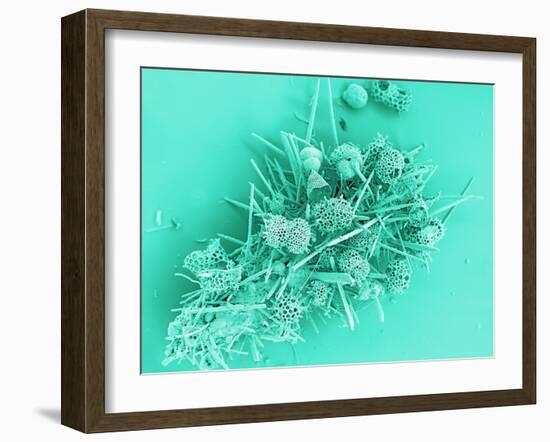 Marine Protozoa Shells, SEM-Peter Bond-Framed Photographic Print