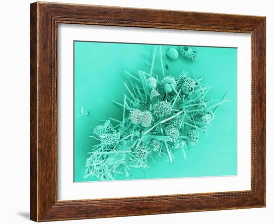 Marine Protozoa Shells, SEM-Peter Bond-Framed Photographic Print