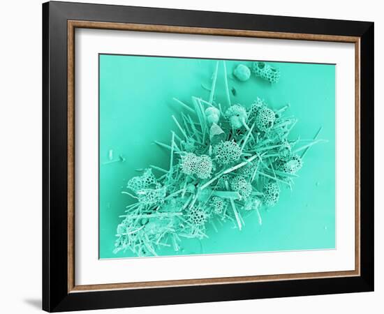 Marine Protozoa Shells, SEM-Peter Bond-Framed Photographic Print