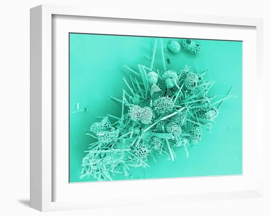 Marine Protozoa Shells, SEM-Peter Bond-Framed Photographic Print