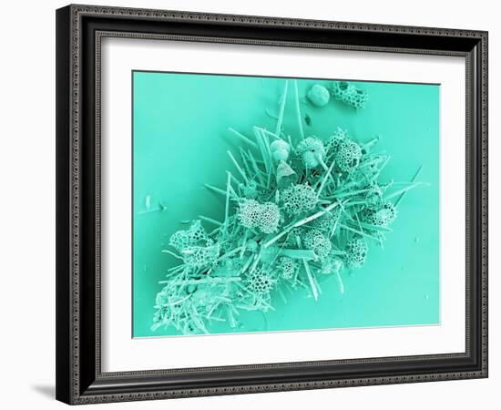 Marine Protozoa Shells, SEM-Peter Bond-Framed Photographic Print