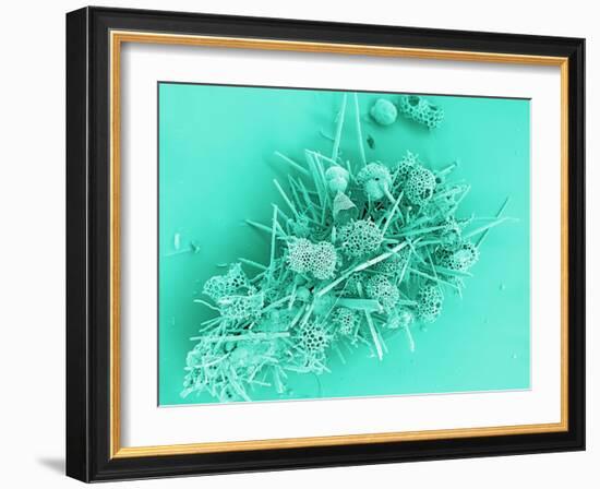 Marine Protozoa Shells, SEM-Peter Bond-Framed Photographic Print