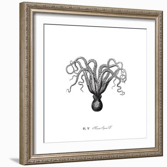 Marine Species-The Chelsea Collection-Framed Giclee Print