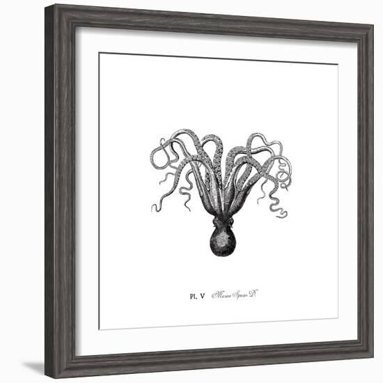 Marine Species-The Chelsea Collection-Framed Giclee Print