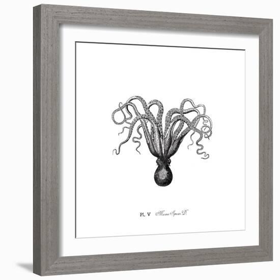 Marine Species-The Chelsea Collection-Framed Giclee Print