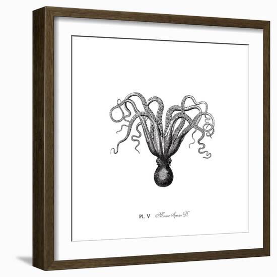 Marine Species-The Chelsea Collection-Framed Giclee Print