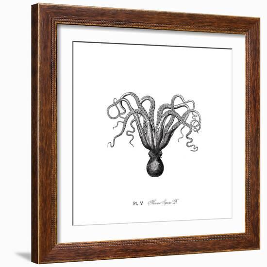 Marine Species-The Chelsea Collection-Framed Giclee Print