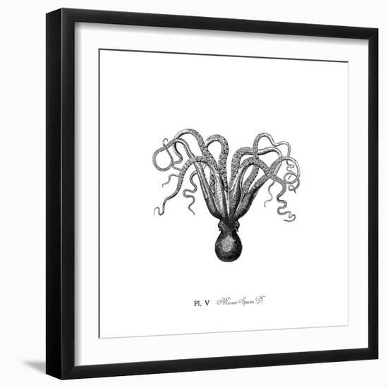 Marine Species-The Chelsea Collection-Framed Giclee Print