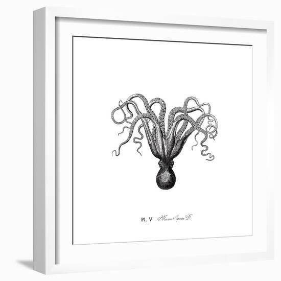 Marine Species-The Chelsea Collection-Framed Giclee Print