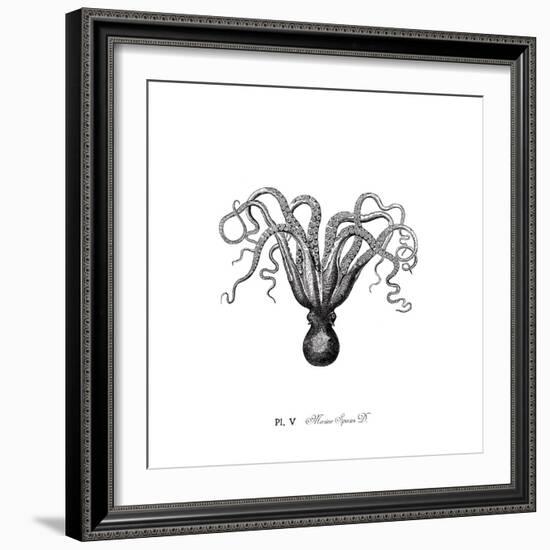 Marine Species-The Chelsea Collection-Framed Giclee Print