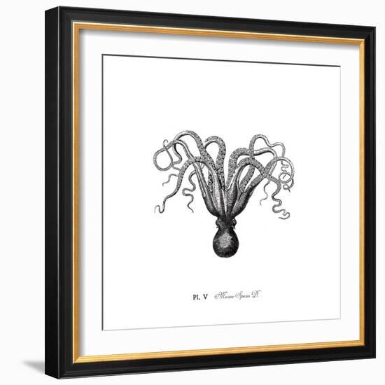 Marine Species-The Chelsea Collection-Framed Giclee Print
