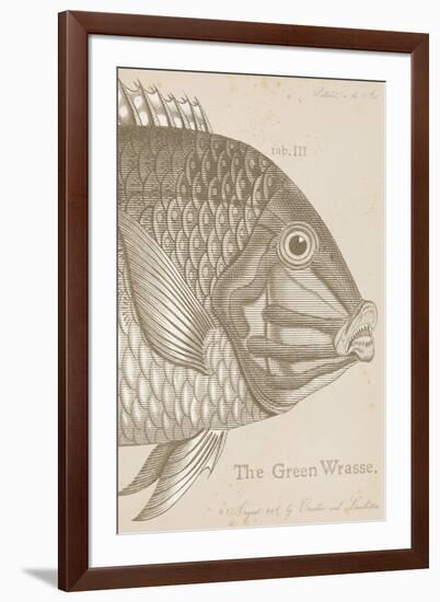 Marine Studies I-Maria Mendez-Framed Giclee Print