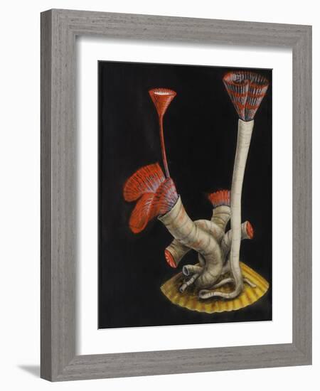 Marine Worms: Serpula-Philip Henry Gosse-Framed Giclee Print