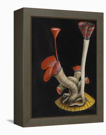 Marine Worms: Serpula-Philip Henry Gosse-Framed Premier Image Canvas