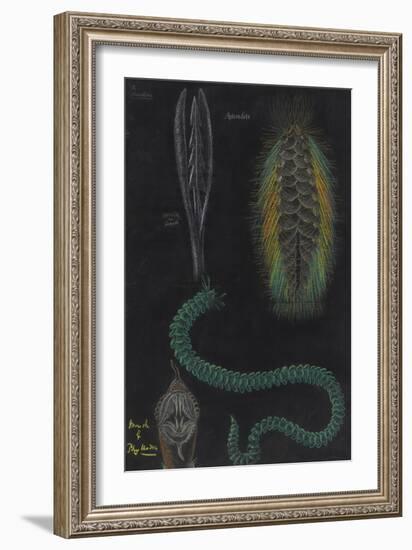 Marine Worms-Philip Henry Gosse-Framed Giclee Print