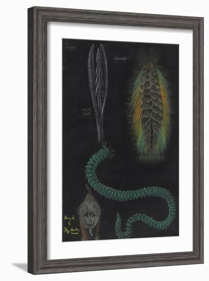 Marine Worms-Philip Henry Gosse-Framed Giclee Print