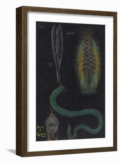 Marine Worms-Philip Henry Gosse-Framed Giclee Print