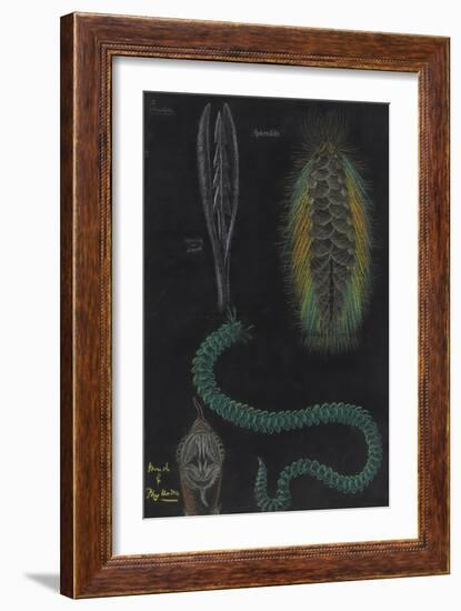 Marine Worms-Philip Henry Gosse-Framed Giclee Print