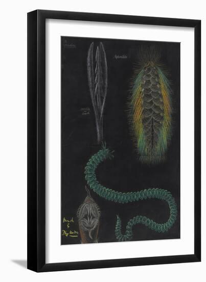 Marine Worms-Philip Henry Gosse-Framed Giclee Print