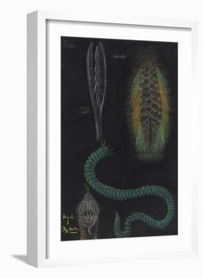 Marine Worms-Philip Henry Gosse-Framed Giclee Print