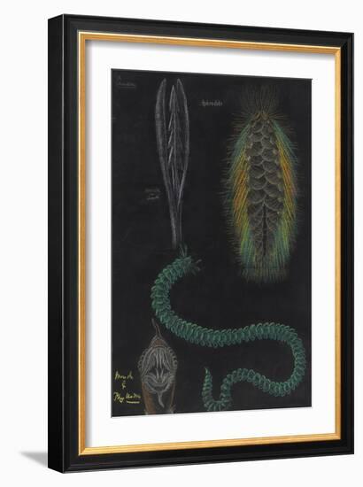 Marine Worms-Philip Henry Gosse-Framed Giclee Print