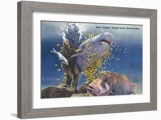 Marineland, Florida - Diver Moving Drugged Shark at Marine Studios-Lantern Press-Framed Art Print