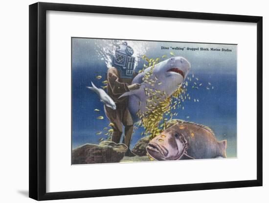 Marineland, Florida - Diver Moving Drugged Shark at Marine Studios-Lantern Press-Framed Art Print