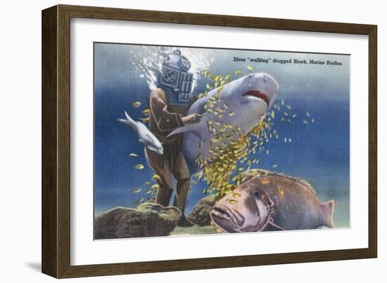 Marineland, Florida - Diver Moving Drugged Shark at Marine Studios-Lantern Press-Framed Art Print