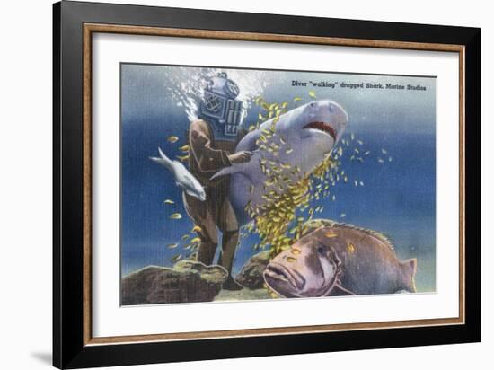 Marineland, Florida - Diver Moving Drugged Shark at Marine Studios-Lantern Press-Framed Art Print