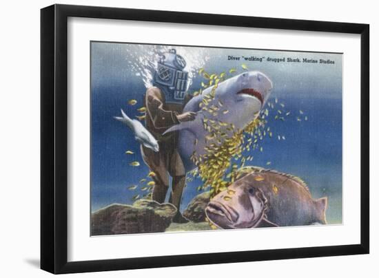 Marineland, Florida - Diver Moving Drugged Shark at Marine Studios-Lantern Press-Framed Art Print