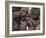 Marines Fold an American Flag after It was Raised in Memory of a Fallen Soldier-Stocktrek Images-Framed Photographic Print