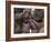 Marines Fold an American Flag after It was Raised in Memory of a Fallen Soldier-Stocktrek Images-Framed Photographic Print