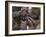 Marines Fold an American Flag after It was Raised in Memory of a Fallen Soldier-Stocktrek Images-Framed Photographic Print