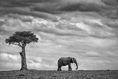 Golden Elephant in Savute-Mario Moreno-Photographic Print