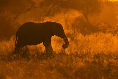 Silhouettes of Mara-Mario Moreno-Framed Photographic Print