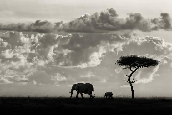 Photographic Print, , large