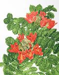 African Tulip Tree-Marion Sheehan-Collectable Print