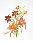 Day Lilies-Marion Sheehan-Collectable Print